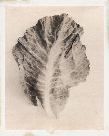 Edwin Philpott – Cabbage Leaf Victoriana