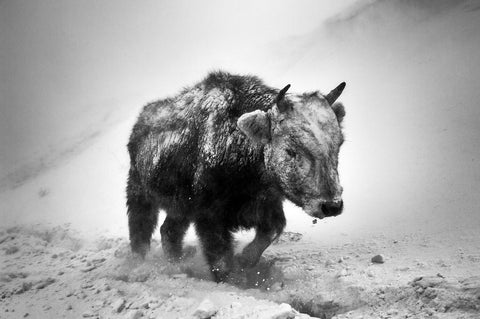 Orsoo Bayarsaikhan – Mongolian Bison