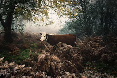 Jamie Tilley – Hereford Cow